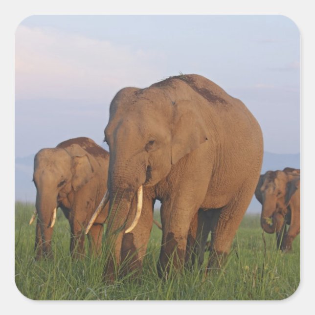 Indische Elefanten im Grassland Quadratischer Aufkleber (Vorderseite)