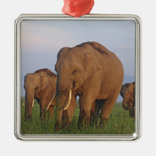 Indische Elefanten im Grassland Silbernes Ornament
