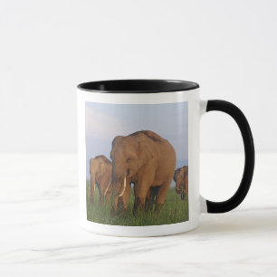 Indische Elefanten im Grassland Tasse