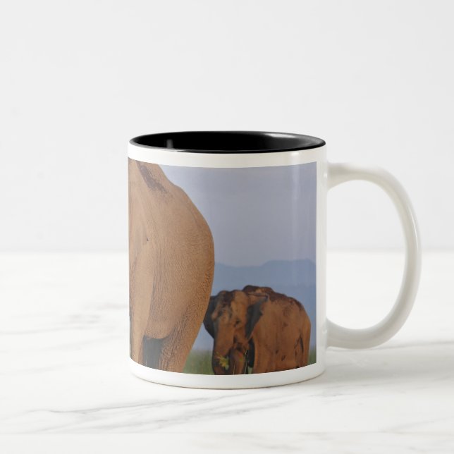 Indische Elefanten im Grassland Zweifarbige Tasse (Rechts)