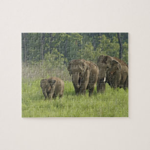 Indische Elefantenfamilie