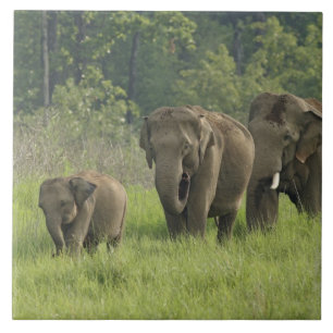 Indische Elefantenfamilie Fliese