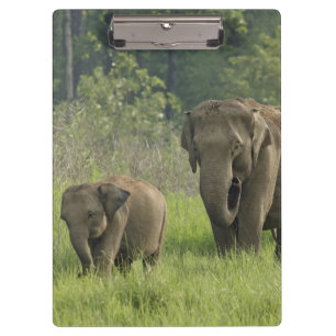 Indische Elefantenfamilie Klemmbrett