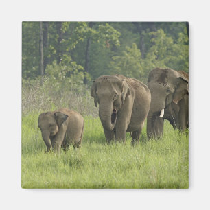 Indische Elefantenfamilie Magnet
