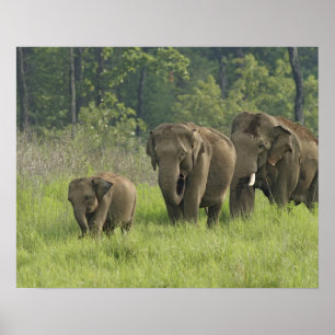 Indische Elefantenfamilie Poster