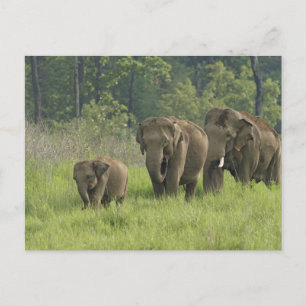 indische Elefantenfamilie Postkarte