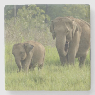 Indische Elefantenfamilie Steinuntersetzer