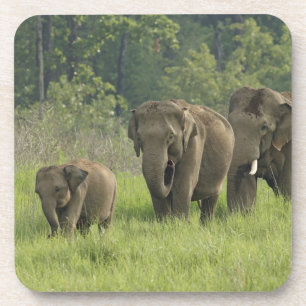 Indische Elefantenfamilie Untersetzer
