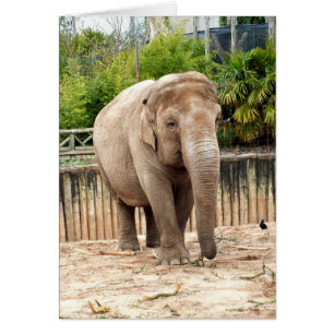 Indische Elefantenkarte