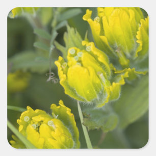 Indische Goldene Pinselbürste Castilleja Quadratischer Aufkleber