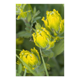 Indische Goldpinsel Castilleja Fotodruck