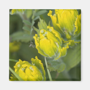 Indische Goldpinsel Castilleja Magnet