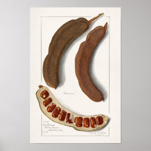 Indische Malerei Tamarind (Tamarindus Indica) Poster