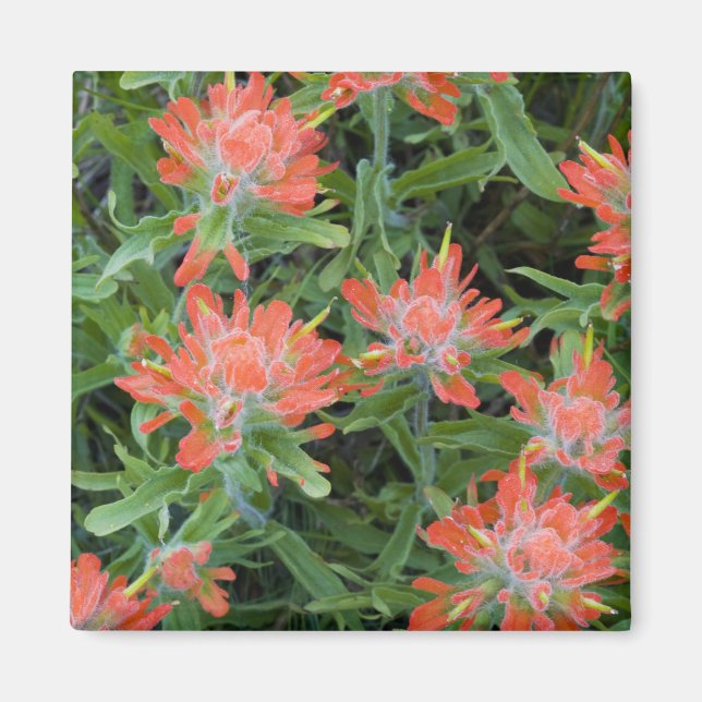 Indische Malerpinsel-Wildblumen in den vielen Magnet (Vorne)