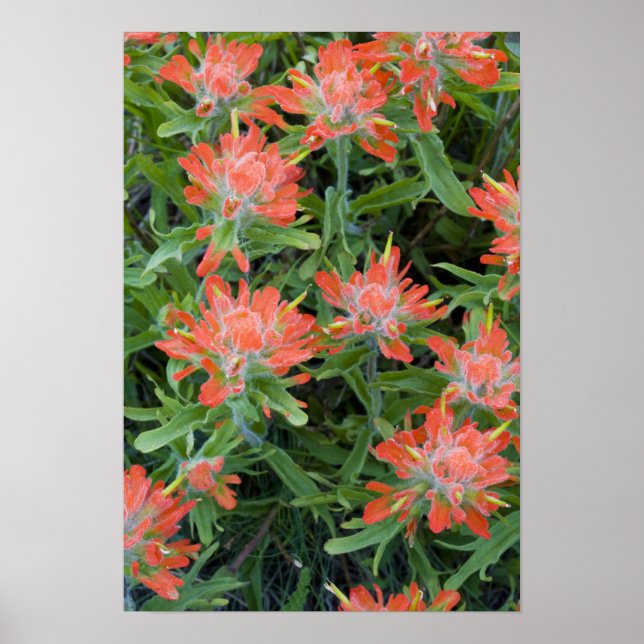 Indische Malerpinsel-Wildblumen in den vielen Poster (Vorne)