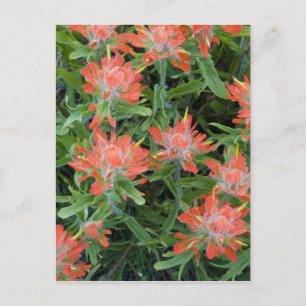 Indische Malerpinsel-Wildblumen in den vielen Postkarte