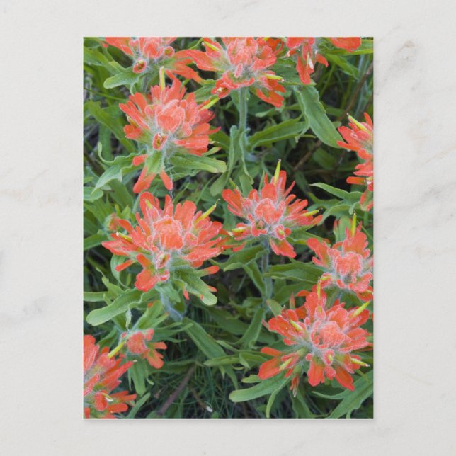 Indische Malerpinsel-Wildblumen in den vielen Postkarte (Vorderseite)