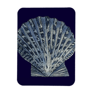 Indische Muscheln VIII Magnet