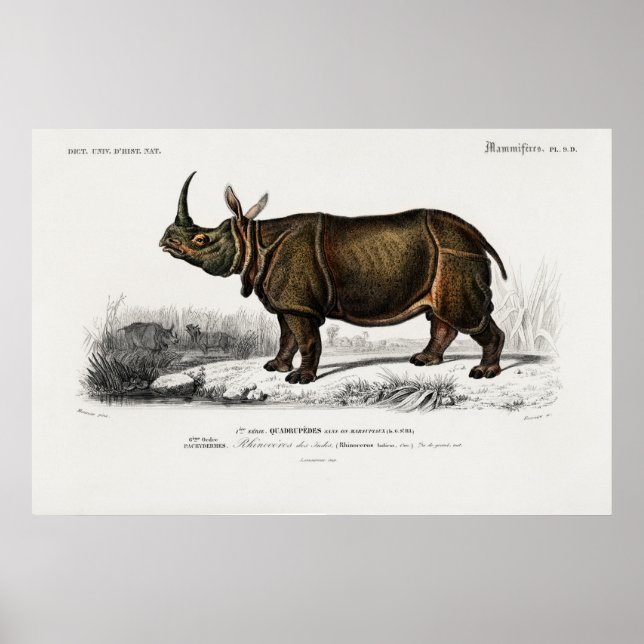 Indische Nashörner von Charles Dessalines d'Orbign Poster (Vorne)