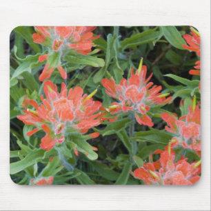Indische Pinselblumen-Wildblumen im Many Mousepad