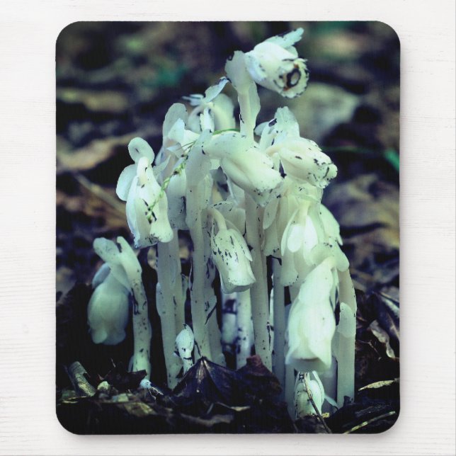 Indische Pipe Wildblume Pilze Natur Mousepad (Vorne)