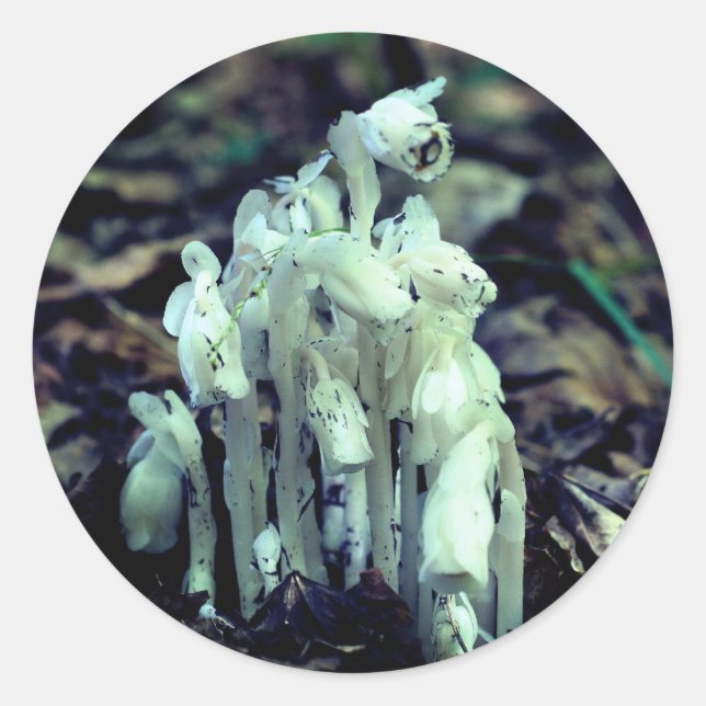 Indische Pipe Wildblume Pilze Natur Runder Aufkleber (Vorderseite)
