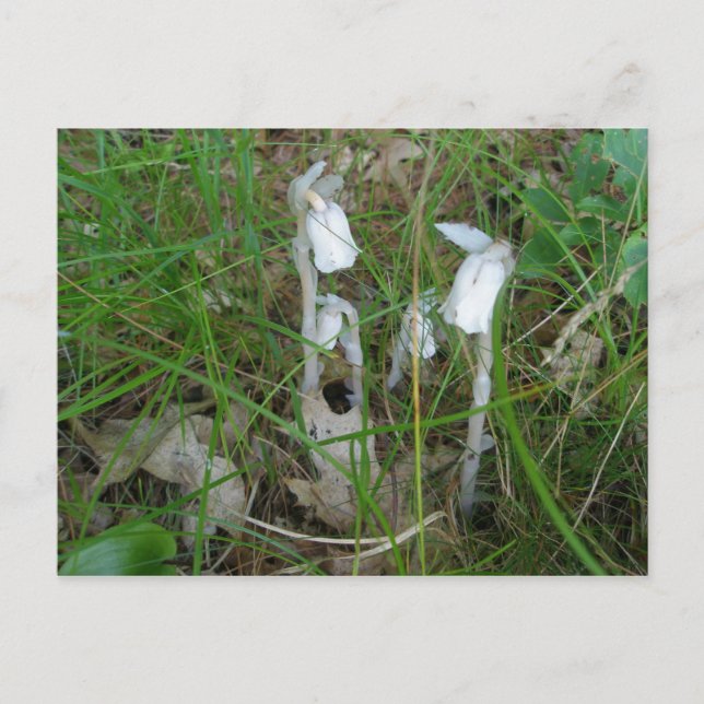 Indische Pipes Postcard Postkarte (Vorderseite)