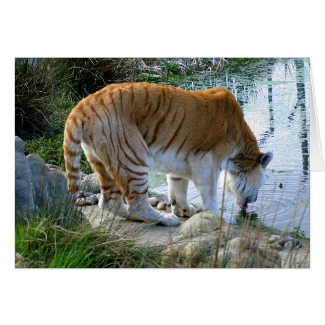 Indische Tigertierkarte (Vorderseite (Horizontal))