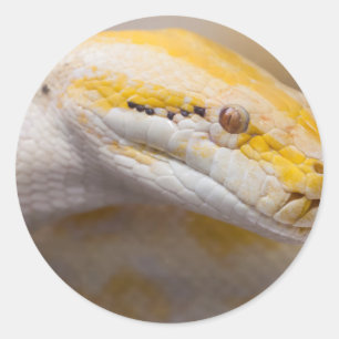 Indischer Albino-Pythonschlange-Ho- Chi Minh Runder Aufkleber