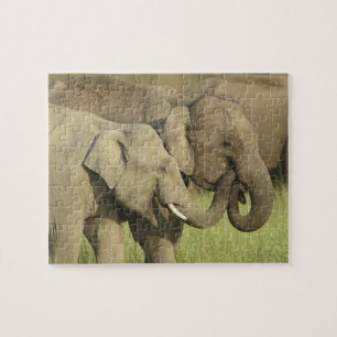 Indischer Asiatischer Elefant