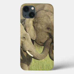 Indischer Asiatischer Elefant title_seo2