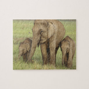 Indischer Asiatischer Elefant & Jungtiere