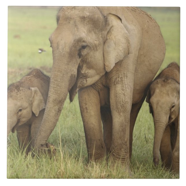 Indischer Asiatischer Elefant & Jungtiere Fliese (Vorderseite)