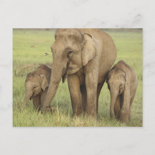 Indischer Asiatischer Elefant & Jungtiere Postkarte