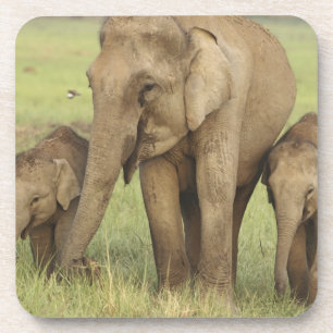 Indischer Asiatischer Elefant & Jungtiere Untersetzer