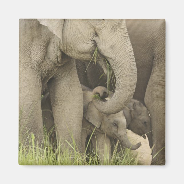 Indischer/asiatischer Elefant und junger Mann,Corb Magnet (Vorne)