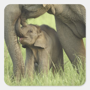 Indischer/asiatischer Elefant und junger Mann,Corb Quadratischer Aufkleber
