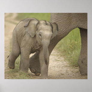 Indischer / Asiatischer Elefant und Jungtier, Corb Poster