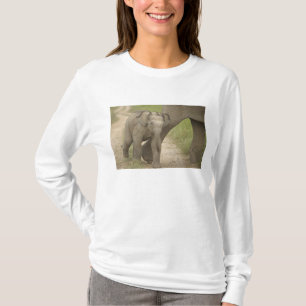 Indischer / Asiatischer Elefant und Jungtier, Corb T-Shirt