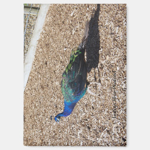 Indischer Blaue Pfau Magnet