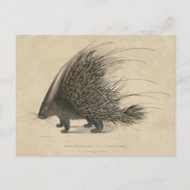 Indischer Crested Porcupine Postkarte (Vorderseite)
