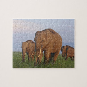 Indischer Elefant im Grasland
