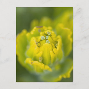 Indischer Goldener Pinsel Castilleja 2 Postkarte