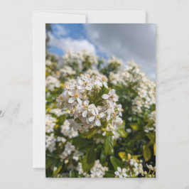 Indischer Hagedorn Blüten Einladung