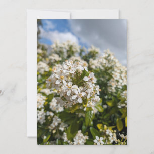 Indischer Hagedorn Blüten Einladung