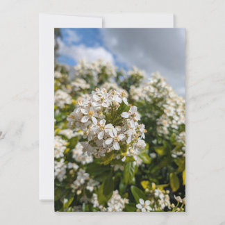 Indischer Hagedorn Blüten Einladung