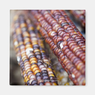 Indischer Mais am Gewerkschafts-Quadrat Magnet