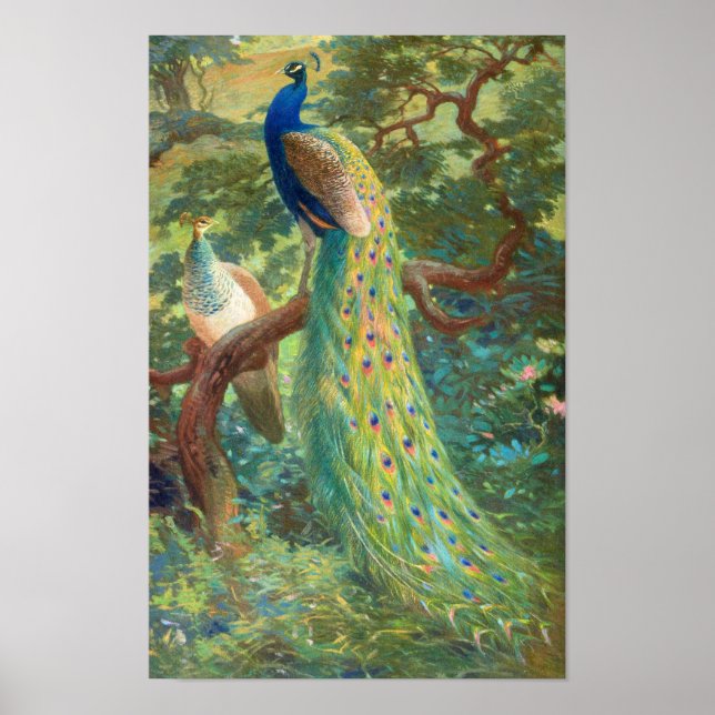 Indischer Pfau | Charles Robert Knight Poster (Vorne)