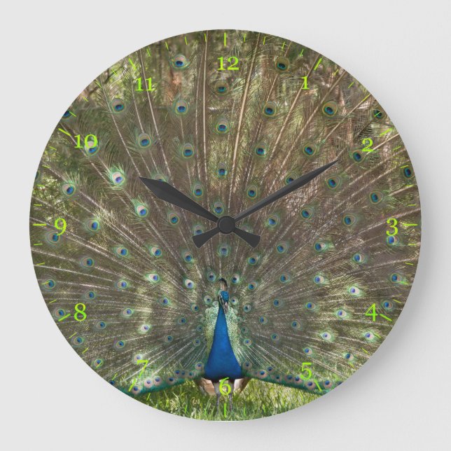 Indischer Pfau-Pfau mit einem Absturz  Große Wanduhr (Vorderseite)