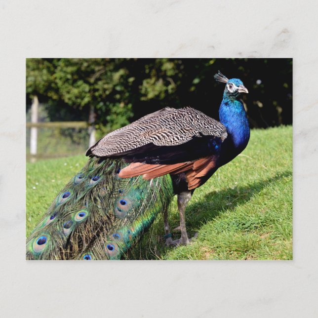 Indischer Pfau Postkarte (Vorderseite)